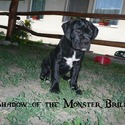 Shadow of the Monster Cane Corso kennel