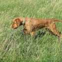 Zöldmáli Cseles hungarian wirehaired vizsla stud dog