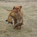 Zöldmáli Cseles hungarian wirehaired vizsla stud dog