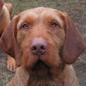 Zöldmáli Cseles hungarian wirehaired vizsla stud dog