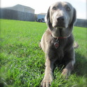 Sullivant Silver Labs