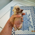 Chihuahua Farms