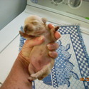 Chihuahua Farms