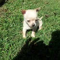 Chihuahua Farms