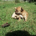 Chihuahua Farms