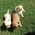Chihuahua Farms