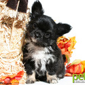 Petit Chihuahuas