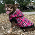 Petit Chihuahuas