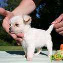 Petit Chihuahuas