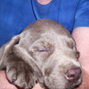 Silver Creek Lab Puppies