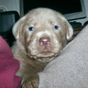 Silver Creek Lab Puppies