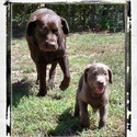 Silver Creek Lab Puppies