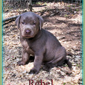 Silver Creek Lab Puppies