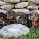 C & S Mini Doxies