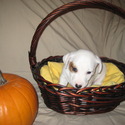 Howell's Acres Jack Russell Terriers