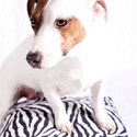 Howell's Acres Jack Russell Terriers