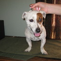 Howell's Acres Jack Russell Terriers