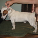 Howell's Acres Jack Russell Terriers