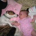 Howell's Acres Jack Russell Terriers