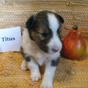 Mound Valley Farm Shelties
