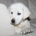 Mikoni Labradors