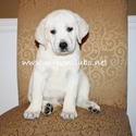 Mikoni Labradors