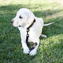 Mikoni Labradors