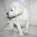 Mikoni Labradors