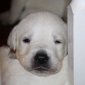 Mikoni Labradors
