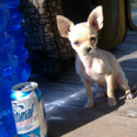 Linawa Chihuahuas