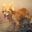 Linawa Chihuahuas