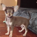 Linawa Chihuahuas