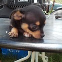 Linawa Chihuahuas