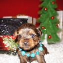 Mystic Dream Yorkies
