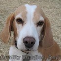 A-Quality Beagles, Reg'd.