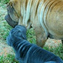 Southern Charm Shar-pei