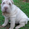 Southern Charm Shar-pei