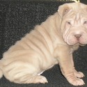 Southern Charm Shar-pei