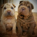 Southern Charm Shar-pei