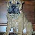 Southern Charm Shar-pei