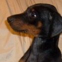doberman breeder