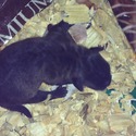 Pelucia Creek Patterdales