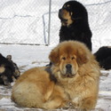 Kesang Camp Tibetan Mastiffs