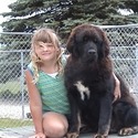 Kesang Camp Tibetan Mastiffs