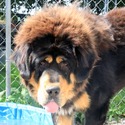 Kesang Camp Tibetan Mastiffs
