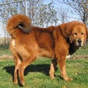 Kesang Camp Tibetan Mastiffs
