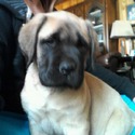 Outlaw Kennels