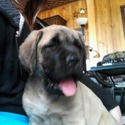 Outlaw Kennels