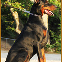 KING OF DOBERMANS