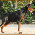 KING OF DOBERMANS